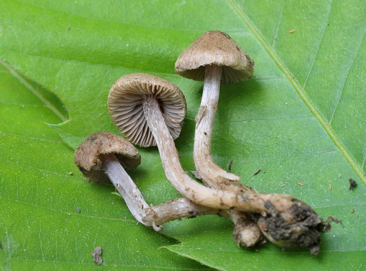 Tre piccole Inocybe